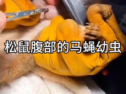 松鼠腹部出现马蝇幼虫 #动物 #动物解说 #解压视频 #动物 #动物科普