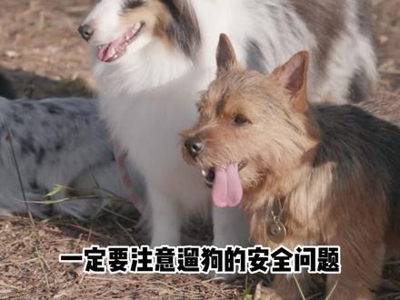 金毛苹果跳悬崖了!#萌宠 #狗狗 #金毛