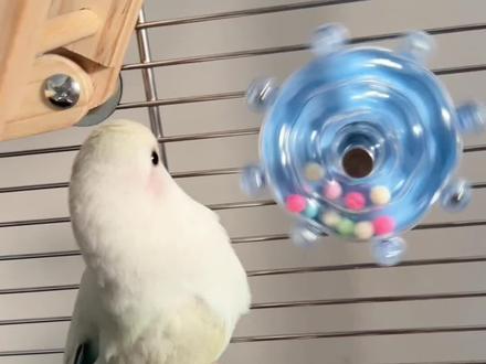 小鸡老师课堂开课了 你学会了吗#牡丹鹦鹉 #小鸟 #鹦鹉