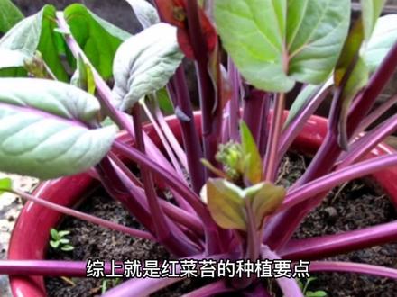 红菜苔种植方法 #农技科普大赛 #种菜小技巧 #有机蔬菜 #种植小技巧 #种菜