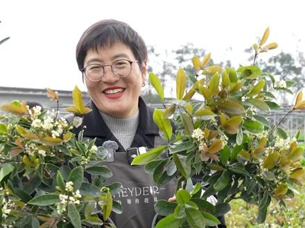 3月还有桂花开?原来是四季桂! #四季桂 #海蒂的花园 #桂花 #园艺生活 #花园生活 @海蒂的花园官方旗舰店 @抖音小助手