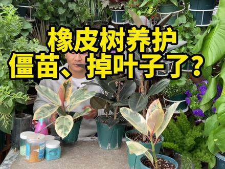 橡皮树的养殖方法,耐阴喜阳,叶子发黄脱落是什么原因?出现僵苗不生长了又怎么回事?别担心,仔细看完。 #橡皮树