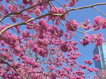 OPPO拍花教程|附紫花风铃木拍照思路📸 📸模式:大师模式 Auto
滤镜:标准
柔光:梦幻
影调:+40
饱和度:35
冷暖:-5
青品:-20
锐度:10
暗角:关
📒拍摄指南: 打开 OPPO 相机,选择「大师模式 Auto」,
按推荐参数设定。
光线与场景不同效果有别,自由微调更出片!
#大师模式 #拍花技巧 #紫花风铃木 #拍照技巧 #手机拍照