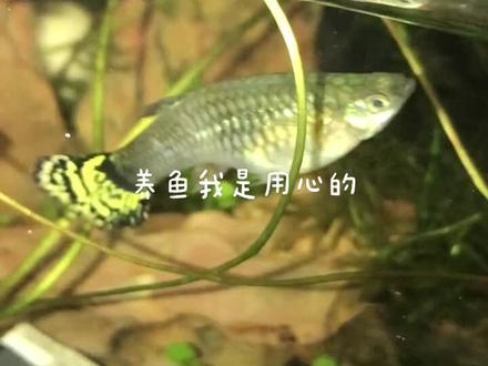 #养鱼日记 新手上路#孕母鱼竖立着游,身上还有白点点,是生病了吗还是准备要生鱼宝宝呢?欢迎有经验的鱼友留言指点