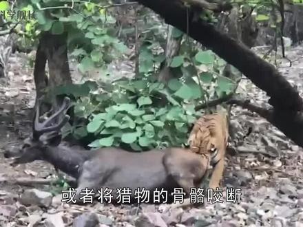 老虎的舌头上都是倒刺,不小心被老虎舔一口,会刮掉一层皮吗? #老虎 #科普 #百兽之王