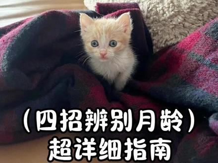 0-4个月幼猫--四招判断奶猫大小