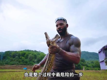 他一把抓住蛇头,等于直接掐住了它的命门 #动物世界 #蛇 #网纹蟒 #动物科普