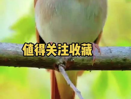 中国最好听鸟叫声集锦