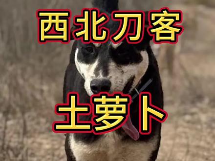 #西北刀客土萝卜#西北刀客公益护农 #西北刀客 #抖音 #二创 @西北刀客-机油手 @西北刀客-公益护农
西北刀客土萝卜原地起飞