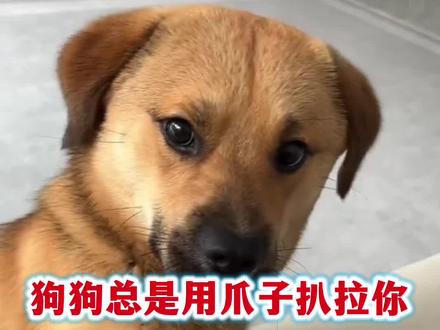 狗狗用爪子扒拉你,你知道是什么意思吗#狗狗 #新手养狗 #养狗经验分享 #科学养宠攻略 #宠物知识