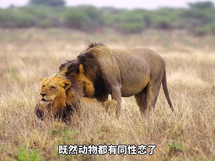 动物界的男娘,不敌纯爱的ntr男娘战士 #动物世界 #动物解说 #野生动物零距离