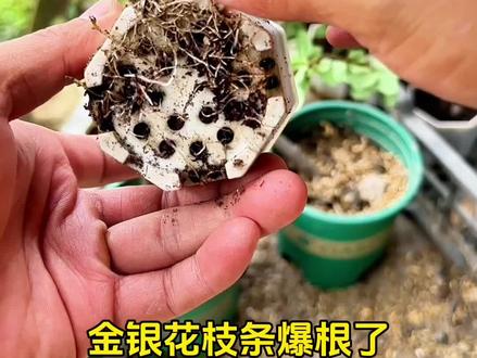 #记录我的农村生活 #我的乡村生活 #记录真实生活 #养花人的乐趣 #扦插 扦插金银花枝条