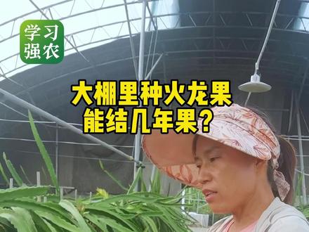 大棚里的火龙果,能结几年果?#火龙果 #大棚种植