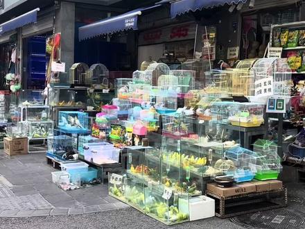 逛花鸟市场:捡漏!!! #鹦鹉 #呱呱逛鸟市