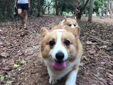 新手养柯基须知的6件事,柯基犬的优缺点有哪些,柯基断尾的原因 #狗狗 #柯基 #柯基犬 #萌宠百科 #科学养宠