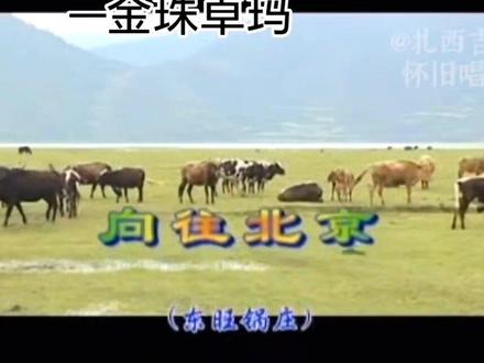 #金珠卓玛 #向往北京 《向往北京》金珠卓玛