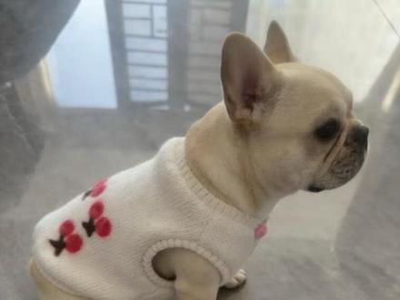 旧衣改造小毛孩衣服#旧衣改造变废为宝 #旧衣改造狗狗衣服 #变废为宝