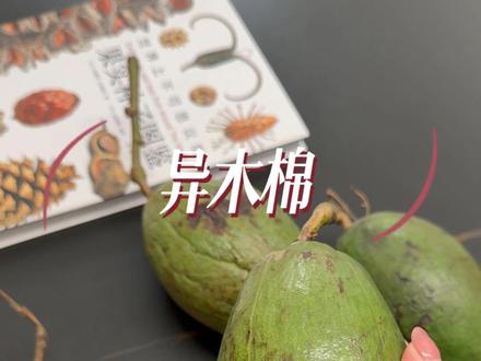 木棉结硕果,温柔入人间 天然异木棉果实 干花摆件拍照布景 DIY 素材#天然植物 #植物科普 #植物收藏 #果实种子图鉴 #装饰摆件