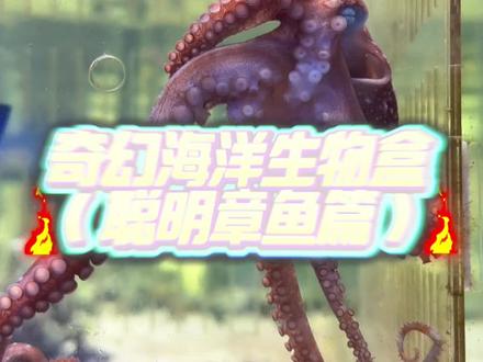 这是章鱼里最聪明的品种吗?太牛了! #诺亚方缸