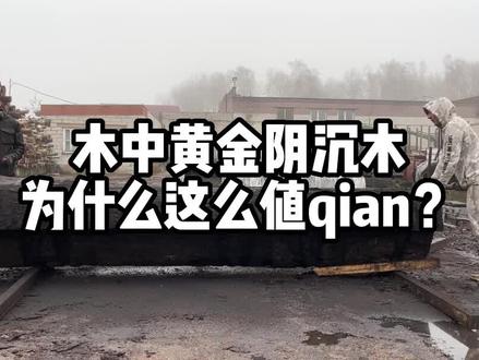 阴沉木为什么被称为木中黄金,它到底有什么独特之处?#阴沉木 #看世界