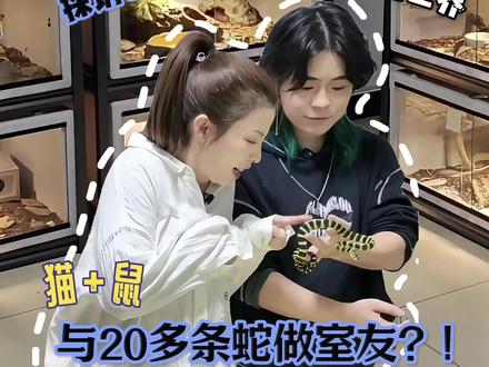 探访100个年轻养宠人的家,00后独居男家的“疯狂宠物城” 偶遇的第一家就被震撼住了!满屋子的“狠角色”!更有现实版《疯狂动物城2》Gary同款蛇,00后养猫和养异宠的大军正在日益庞大..#宠物 #异宠 #宠物探家 #00后养宠 #疯狂动物城