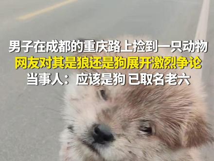 11月19日(报道时间),四川。男子在成都的重庆路上捡到一只动物,网友对其是狼还是狗展开激烈争论。当事人:应该是狗,已取名老六。(第1眼TV-华龙网原创采访报道)