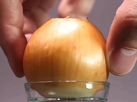 延时记录水培洋葱再生过程#植物再生#水培蔬菜#延时摄影#解压治愈