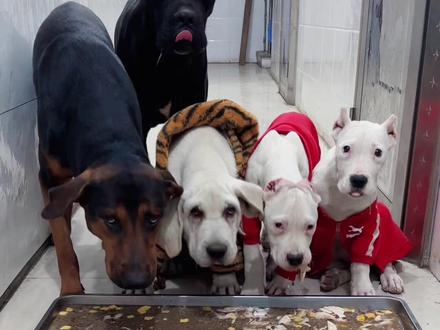 养了一群“安保系统”警惕心拉满! #狗吃饭的视频 #不养狗不知道养狗的乐趣 #开会 #幸福 #狗狗