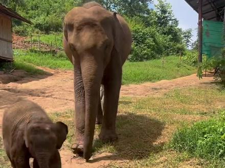 小象的身上有多脏?#动物科普 #动物解说 #小象