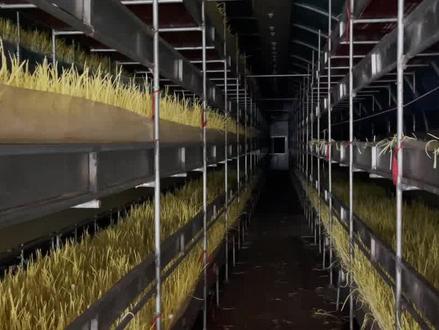 反季节蒜黄,250万斤卖1000多万#蒜黄 #反季节种植