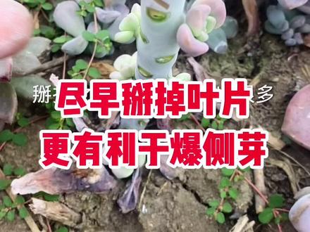 秋季紫乐砍头特别容易出根、平放在土面上、一个星期就会成活#多肉植物 #紫乐