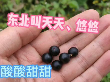 农村常见的野生浆果—天天,吃起来酸酸甜甜,学名龙葵,也叫悠悠