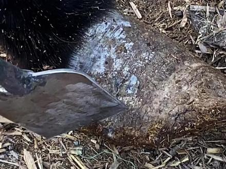 拐驴跳着走疼的不吃不喝,咔哧咔哧铲掉病根,立刻不拐吃草了