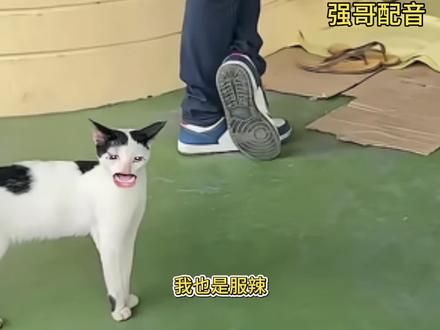 看热闹被卸载QQ#搞笑配音 #搞笑 #猫咪