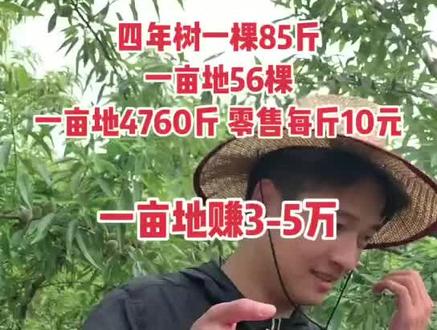 #巴旦木 巴旦木幼苗种植,第四年一棵85斤,亩产可达上千斤,价格稳定收益高,国内供不应求,种植区域有限,赶紧了