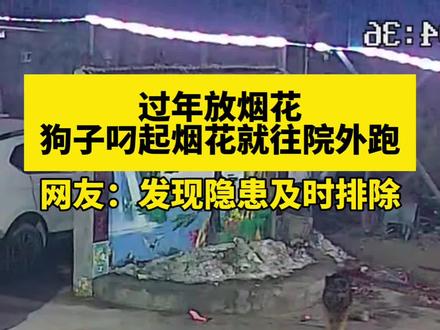 2月9日河南商丘,过年放烟花,狗子叼起烟花就往院外跑。网友:好狗,发现隐患及时排除。