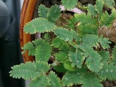 她说没见过含羞草,就买了回家养,很奇怪的是夜晚它会自动闭合,出现了认知之外的事情,特意和她一起学习一下。
含羞草在夜间会自然闭合其叶片,这一现象与其生物特性密切相关,具体原因如下:
生物钟调控。
含羞草具有明显的昼夜节律,其叶片的开合受生物钟控制。夜晚时分,随着光照减弱和温度下降,植物通过调节内部机制使叶片闭合,以减少水分蒸发并保持温度稳定。
环境适应性。
减少水分流失:闭合叶片能降低表面面积,减少夜间因蒸发造成的水分损失,帮助植物在干燥环境中生存。
保温作用:闭合状态还能减少夜间低温对叶片的直接伤害,增强抗寒能力。1
与触碰反应的区别。
虽然触碰也会导致含羞草叶片闭合,但夜间的自然闭合属于植物对环境变化的被动响应,而触碰引起的闭合则是主动防御机制(如避免虫害)。
综上,含羞草夜间的叶片闭合是其长期进化中形成的生存策略,既适应环境变化又保障自身安全。
#植物科普 #植物百科 #植物 #植物生长过程