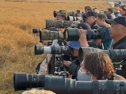 醉了醉了鄱阳湖观鸟🐧🐧🐧续集第二集