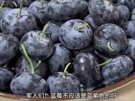 粉蓝莓yyds!少女心终极暴击!#粉色蓝莓#冷知识#水果