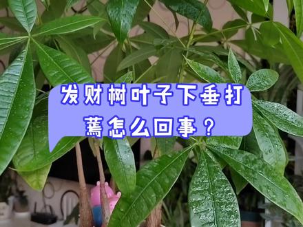 发财树叶子下垂打蔫怎么回事? #发财树 #家庭养花