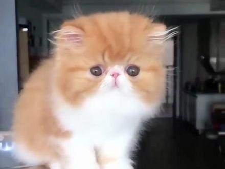 猫界表情包~加菲猫#加菲猫 #猫咪 #宠物知识 #我要上热门🔥 #锦鲤工牌照 @DOU+小助手