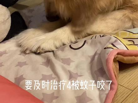 #萌知计划 #精神小狗 #萌宠 #金毛 @抖音青少年 @DOU+小助手 狗狗小常识之为什么会舔自己的手手