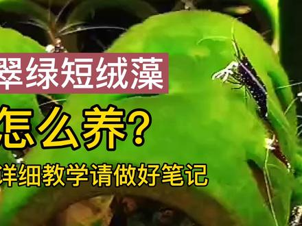 清水绿苔养鱼详细教学,短绒藻养成条件,暴藻期间忌讳那些操作