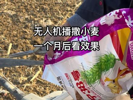 无人机播撒小麦,一个月后看效果