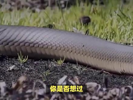 你知道蛇是靠什么行走的吗?#每天跟我涨知识 #蛇 #动物冷知识 #科普一下