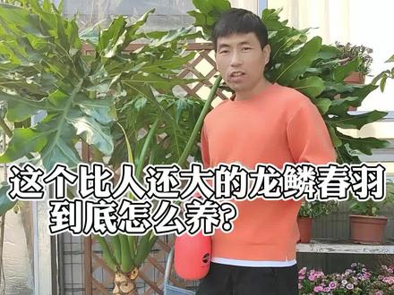 #龙鳞春羽 这个上千块的大家伙,该怎么养,才不会飞走呢#春羽 ,真好看哈#花卉绿植 #养花小知识 #养花 #花与生活