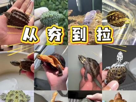 从夯到拉,锐评16种龟龟的互动性! #养宠从夯到拉挑战#养龟日常 #龟龟🐢 #新手养龟 #龟宠时代