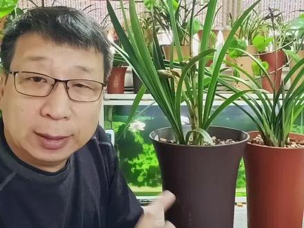 花剑为啥长不高#兰花日常管理 #喜欢养花交流养花绝招 #爱兰花爱生活 #带你看看我家的花花草草 #我的花花草草🌸🌸