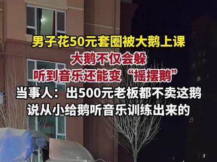 男子花50元套圈被大鹅上课,没想到大鹅不仅会躲,听到音乐还能变“摇摆鹅”!当事人:出500元老板都不卖这鹅,说从小给鹅听音乐训练出来的。(视频来源:@虎哥别闹【圈王】 )