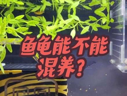 乌龟可以混养,但不推荐!#乌龟混养 #新手养龟 #养鱼养龟避坑 #水族新手入门 #养龟干货#